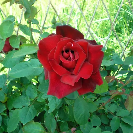 게스트하우스 Francesca & Vardia Winery 3*